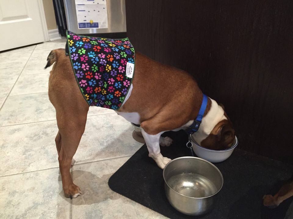 Jack & Jill Dog Diapers | Ramblewood Dr, Wasaga Beach, ON L9Z 1P3, Canada | Phone: (866) 969-1195