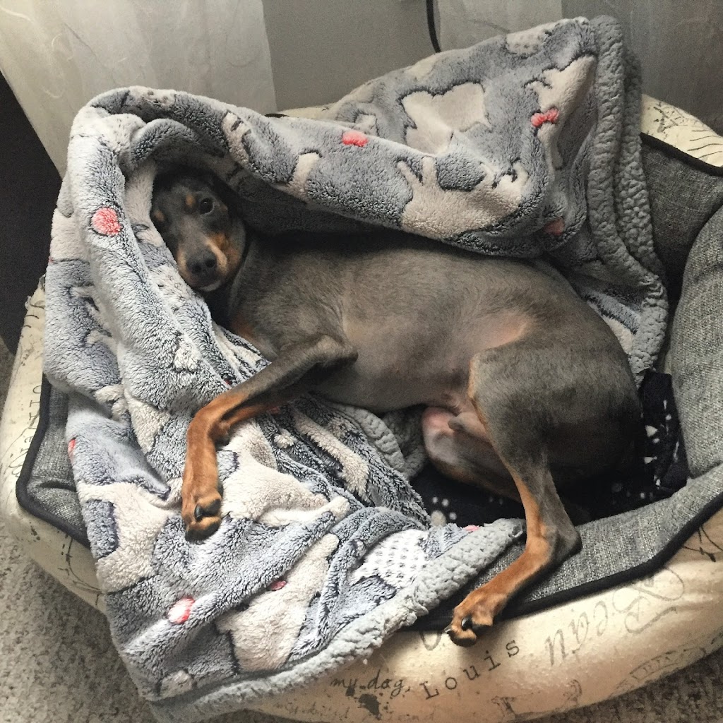 From Dusk Till Dawg Pet Services | 130 Auburn Meadows View SE, Calgary, AB T3M 2P3, Canada | Phone: (403) 605-7627