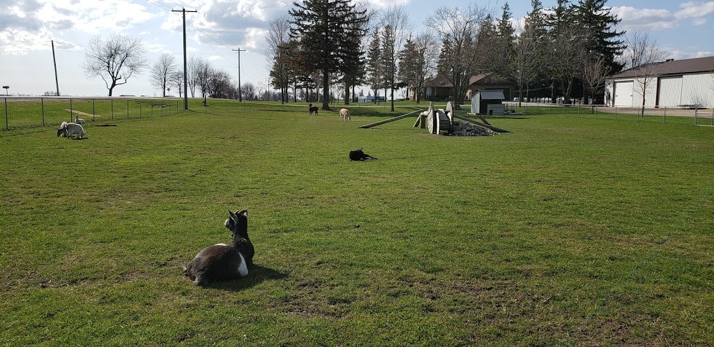 Goats on 86 | 5428 Perth County Line 86, Listowel, ON N4W 3G8, Canada