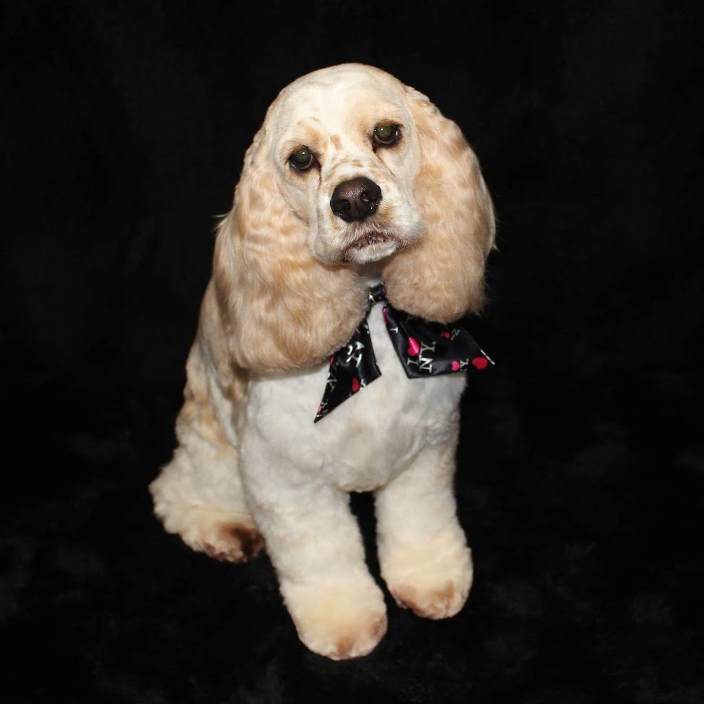 Precious Paws Dog Grooming | 269 Main St S, Mount Forest, ON N0G 2L1, Canada | Phone: (519) 509-4900