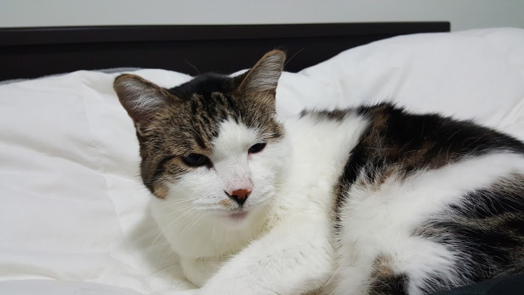 Pet Valu | 200 Fitch St, Welland, ON L3C 4V9, Canada | Phone: (905) 732-7165