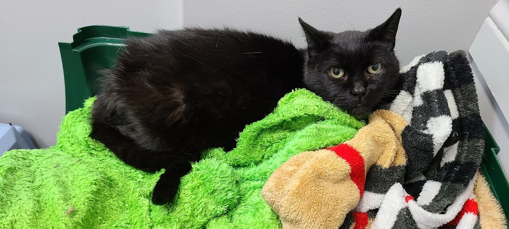 Ranch Docs Veterinary Services Inc. | 82038, Range Rd 210, Lethbridge County, AB T1K 8H2, Canada | Phone: (403) 327-4658