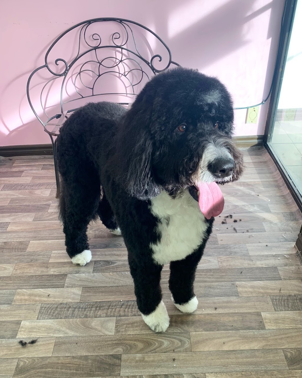 Furever Doggy Salon | 1896 Prince of Wales Dr Unit 5, Nepean, ON K2C 3W9, Canada | Phone: (613) 680-2222
