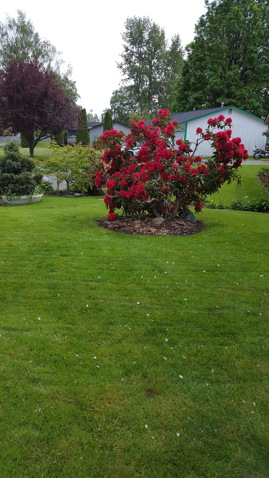 Redwood Park | 3200-, 3408 Redwood Ave, Bellingham, WA 98225, USA | Phone: (360) 733-2900
