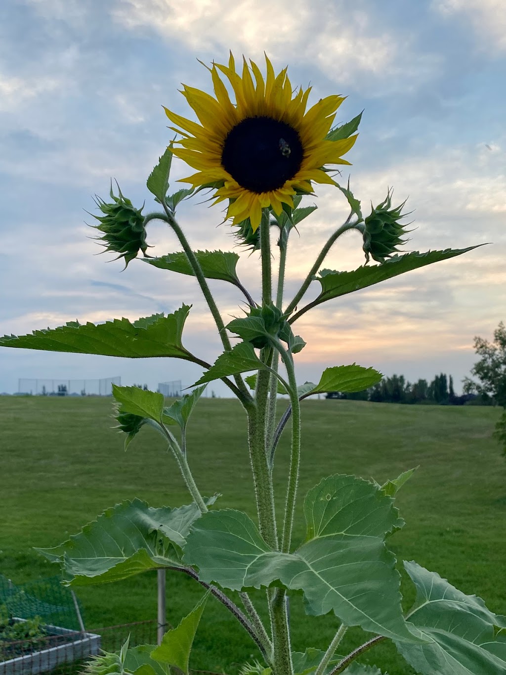 Harvest Hills Community Garden | 520 Harvest Lake Dr NE, Calgary, AB T3K 4C3, Canada | Phone: (403) 226-6422