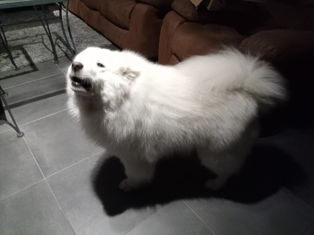Trillium Dog Grooming | 1492 Falkenburg Rd, Bracebridge, ON P1L 1X4, Canada | Phone: (705) 641-1751
