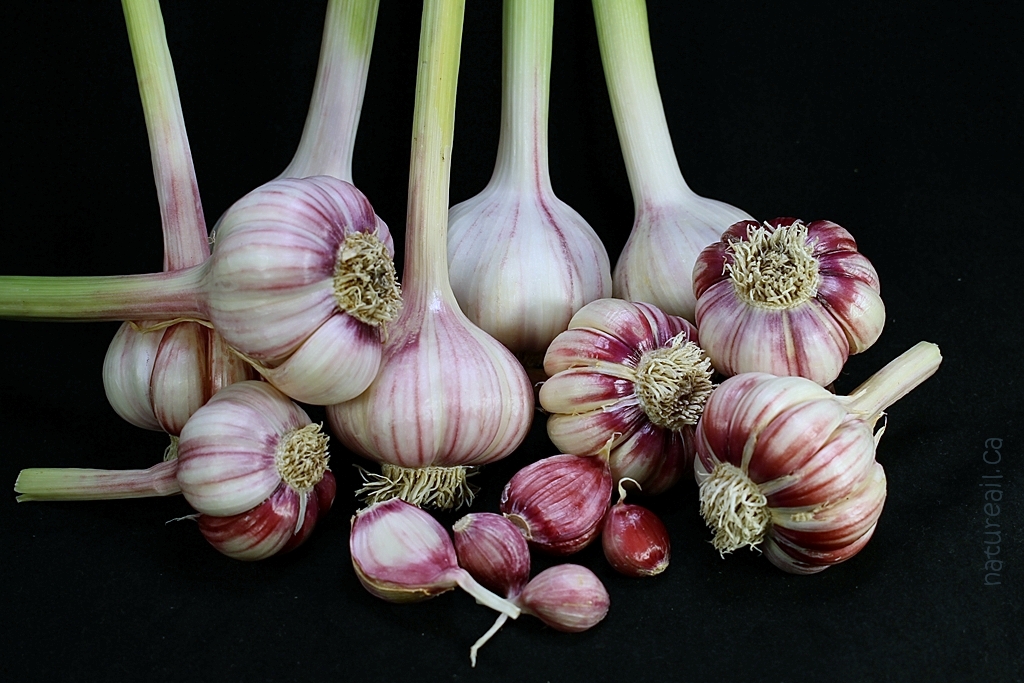 Jardin Nature Ail Garlic | 729 QC-255, Dudswell, QC J0B 1G0, Canada | Phone: (819) 388-1309
