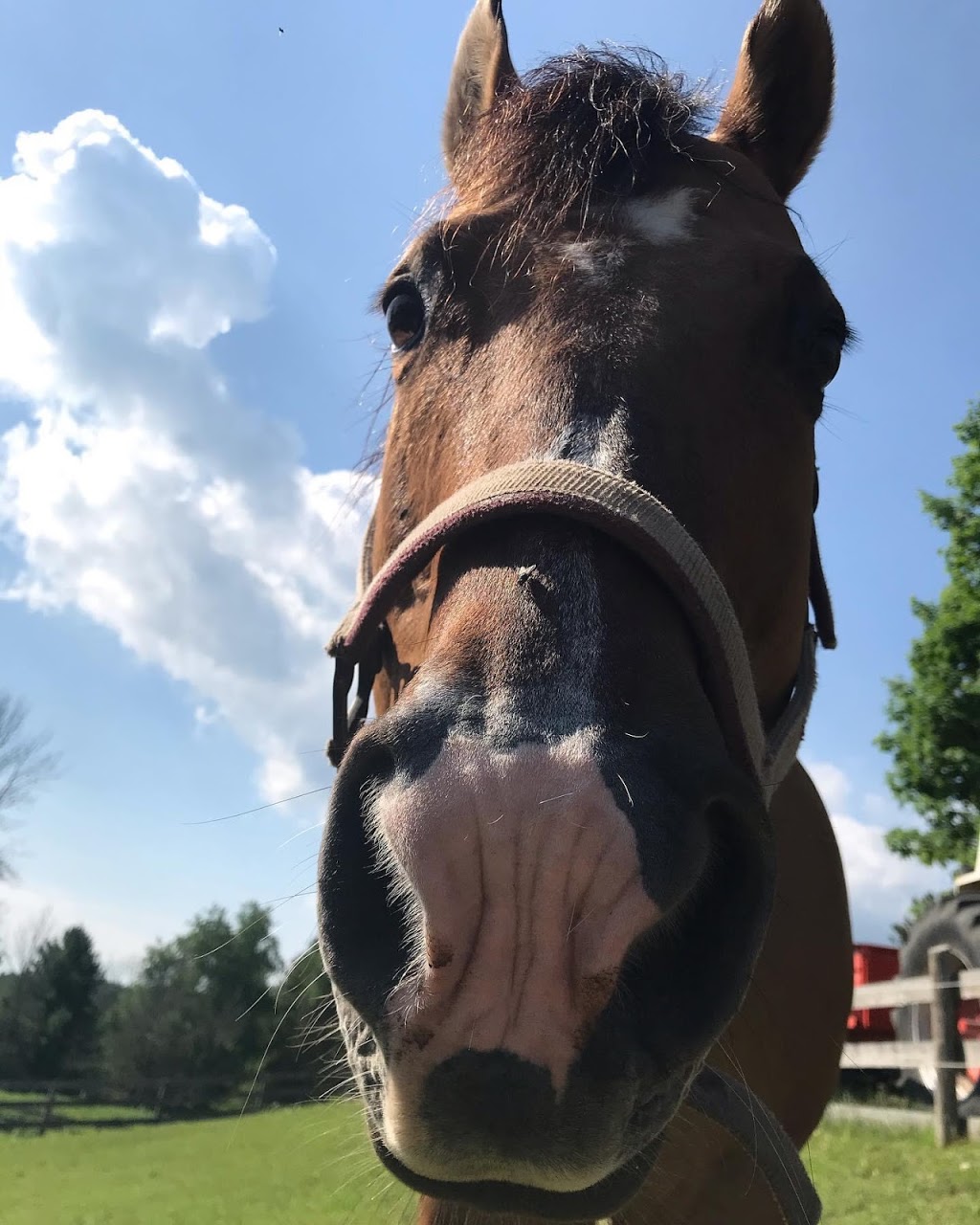 Rusty Jade Ranch | 18070 Duffys Ln, Palgrave, ON L7E 3C4, Canada | Phone: (416) 938-1830