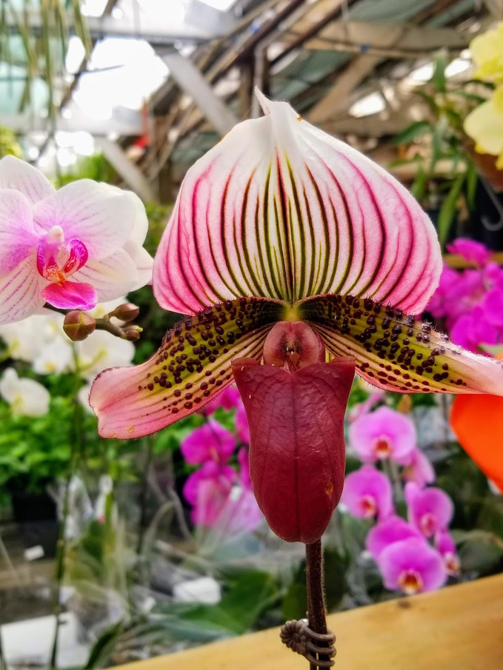 Sunrise Garden Ctr | 28563 Fraser Hwy, Abbotsford, BC V4X 1L1, Canada | Phone: (604) 856-6899