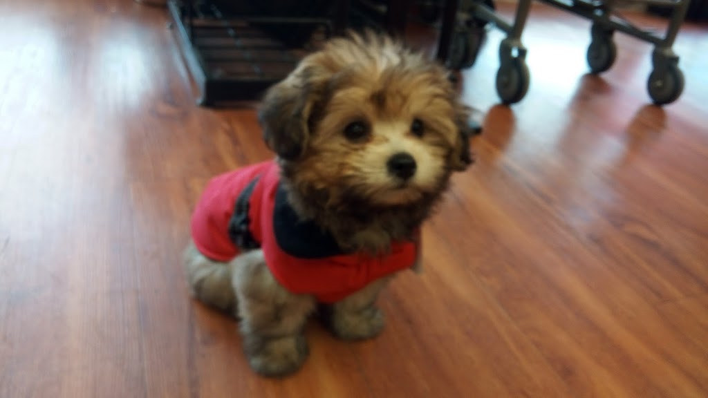 Bosleys by Pet Valu | 3610 Carrington Rd, Westbank, BC V4T 3K7, Canada | Phone: (250) 768-7875
