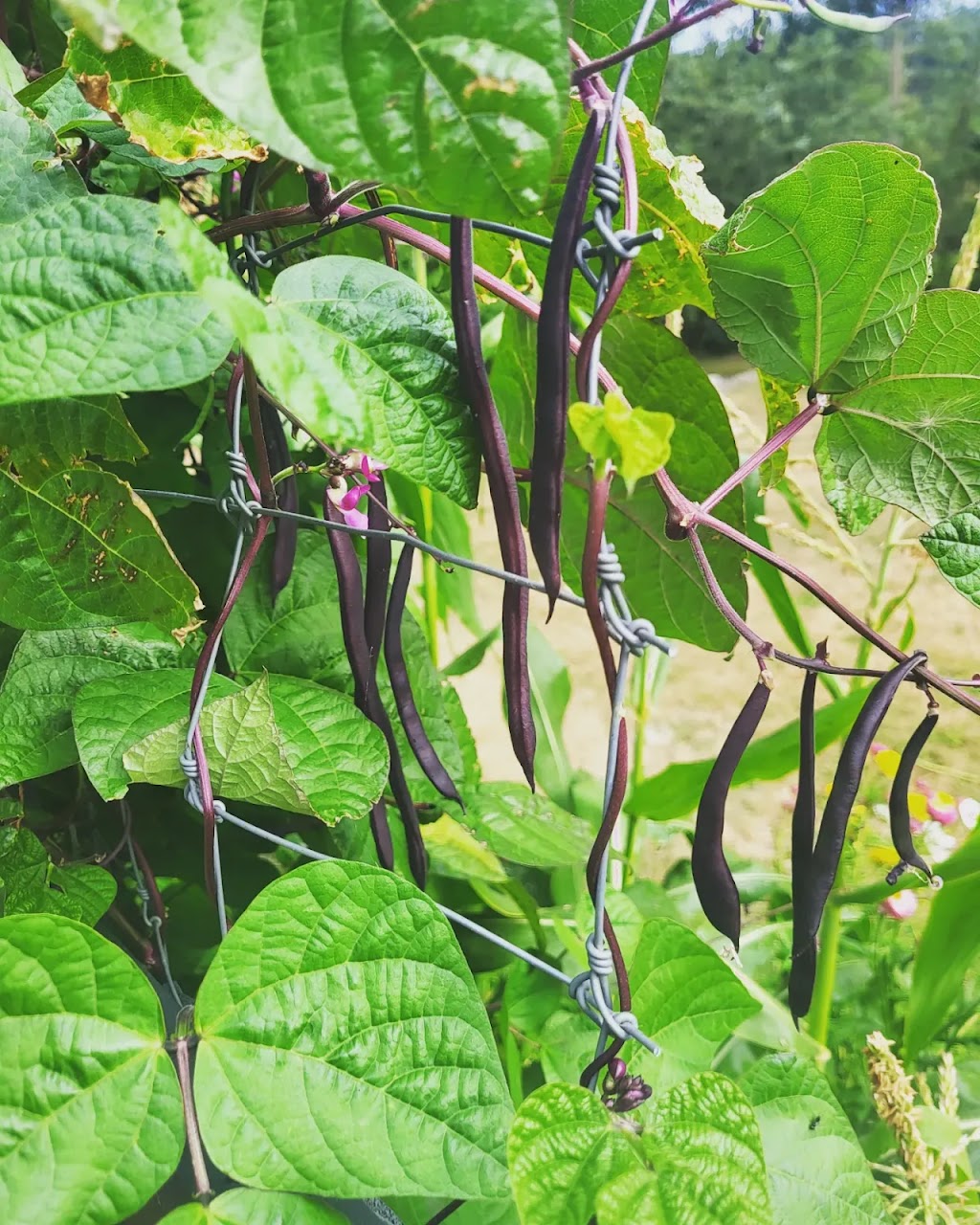 The MicroFarm on Green Lake | 6634 Valleyview Dr, Nanaimo, BC V9T 5R7, Canada | Phone: (250) 618-8751