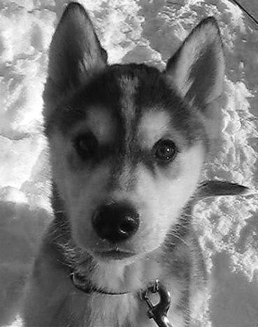 Pet Savvy Pet and Home Services | 1482 Barnett Dr, Burlington, ON L7P 2R2, Canada | Phone: (905) 802-9327