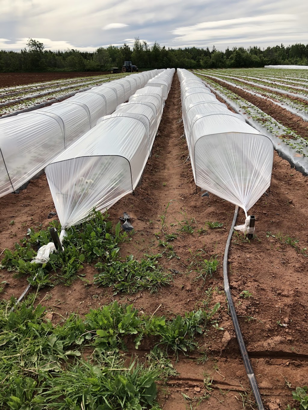Westech Agriculture Ltd | 600 Church St, Alberton, PE C0B 1B0, Canada | Phone: (902) 853-4184