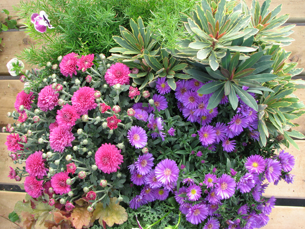 Brantim Country Garden Centre | 3994 Hamilton Side Rd, Almonte, ON K0A 1A0, Canada | Phone: (613) 256-4940