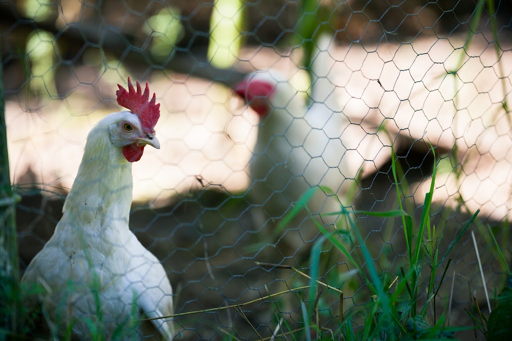 Le Canard Goulu | 524 Rang Bois Joly, Saint-Apollinaire, QC G0S 2E0, Canada | Phone: (418) 881-2729