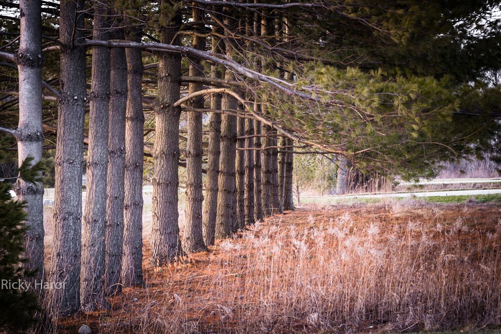 Williamsburg Cemetery | 1541 Fischer-Hallman Rd, Kitchener, ON N2R 1P6, Canada | Phone: (519) 741-2880