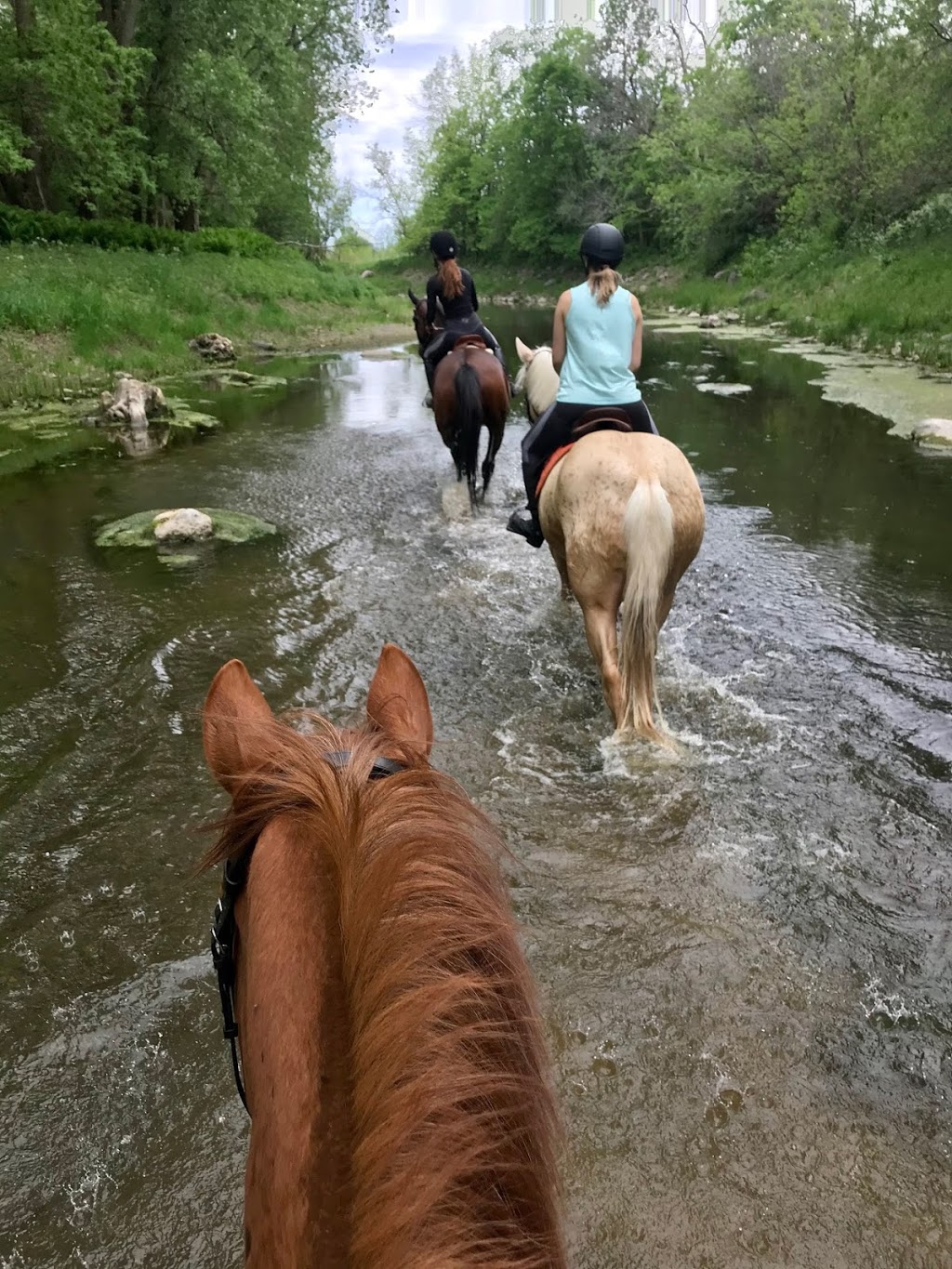 Stable SunnyBreeze Stable | 4552 Chemin Bellerive, Carignan, QC J3L 3P9, Canada | Phone: (514) 641-4627
