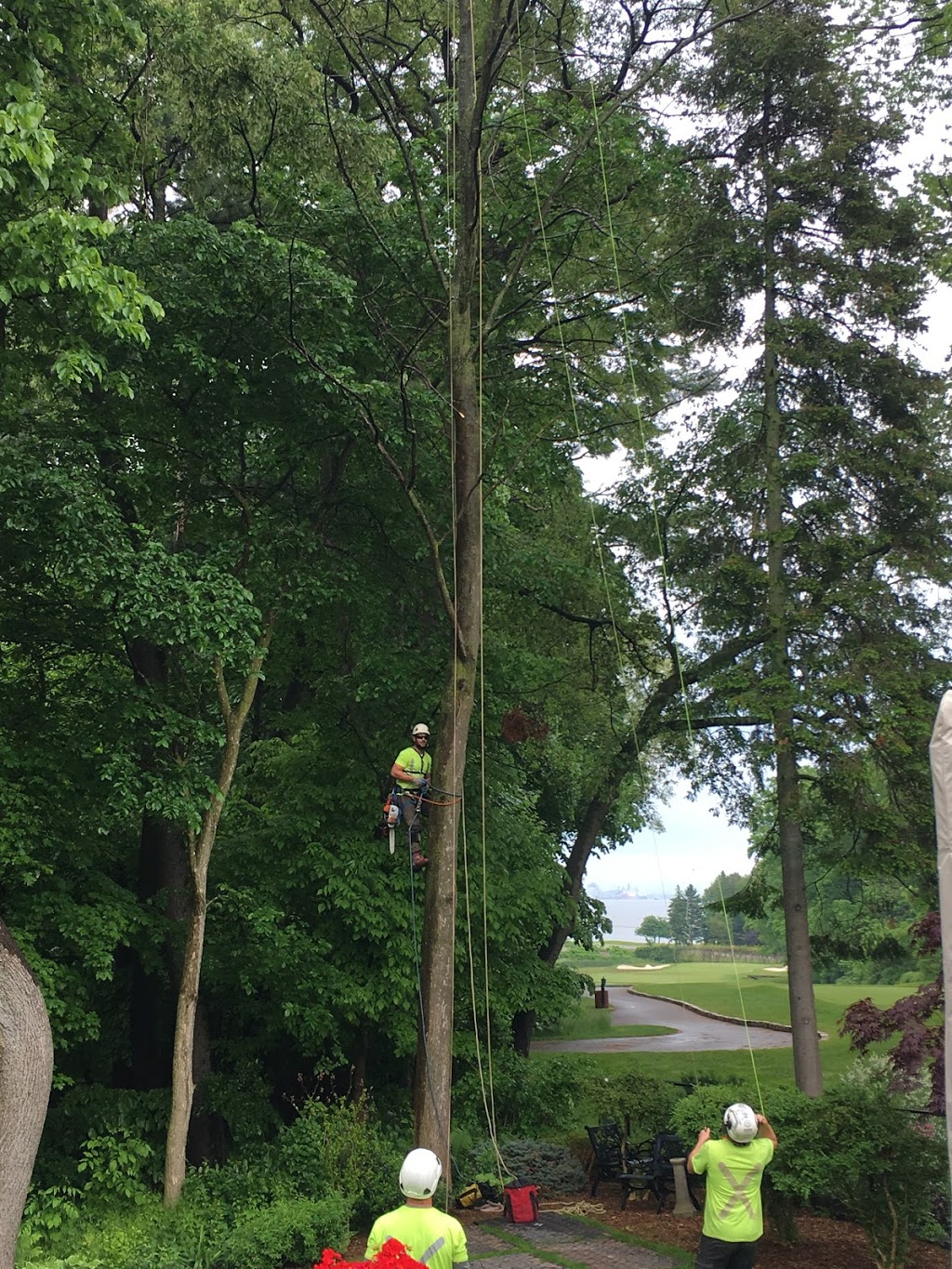 Diamond Tree Care & Consulting Inc. | 8614 Sixth Line, Georgetown, ON L7G 4S6, Canada | Phone: (905) 878-6444