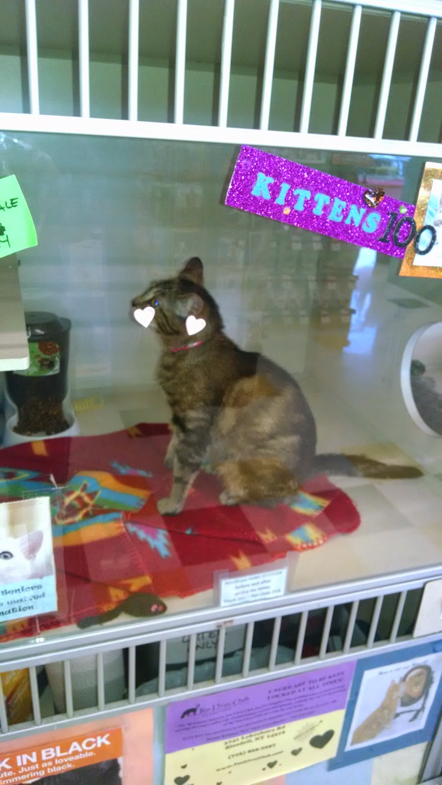 Pet Supplies Plus | 2952 Niagara Falls Blvd, Amherst, NY 14228, USA | Phone: (716) 695-3595