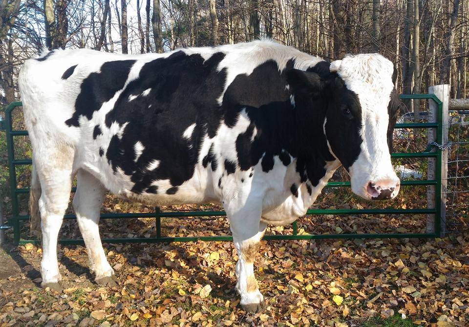 FrogHollow Farm Sanctuary | 855102 Gobles Rd, Princeton, ON N0J 1V0, Canada | Phone: (519) 535-4763