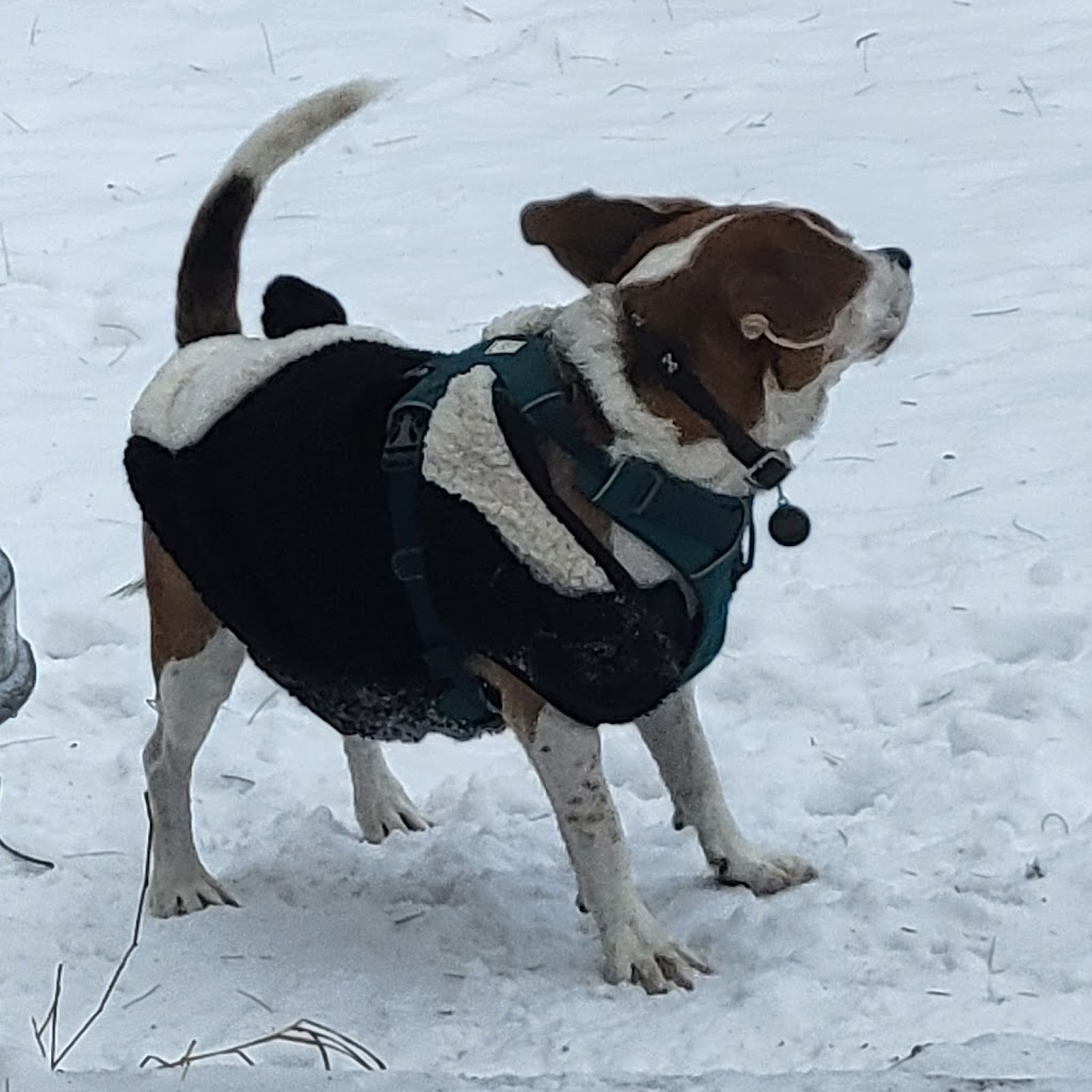 Pawsitive Pawz | 780 Pine Grove Ave, Innisfil, ON L9S 2K2, Canada | Phone: (647) 558-5235