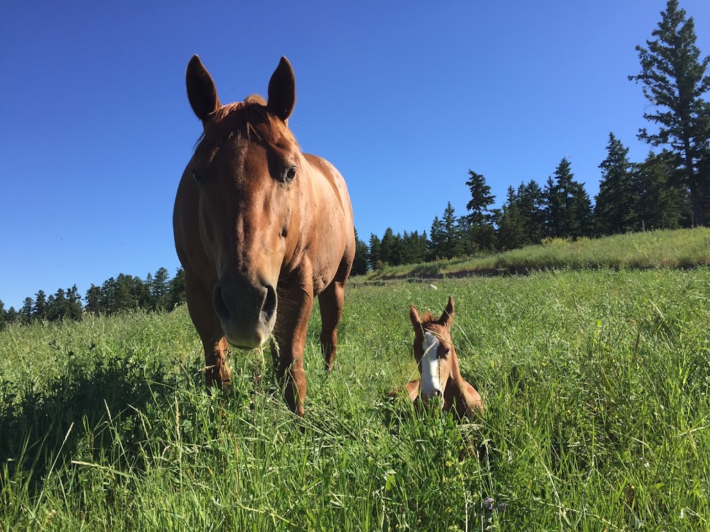 Charles Ranch Equine | 3700 BC-97C, Ashcroft, BC V0K 1A0, Canada | Phone: (250) 457-7426