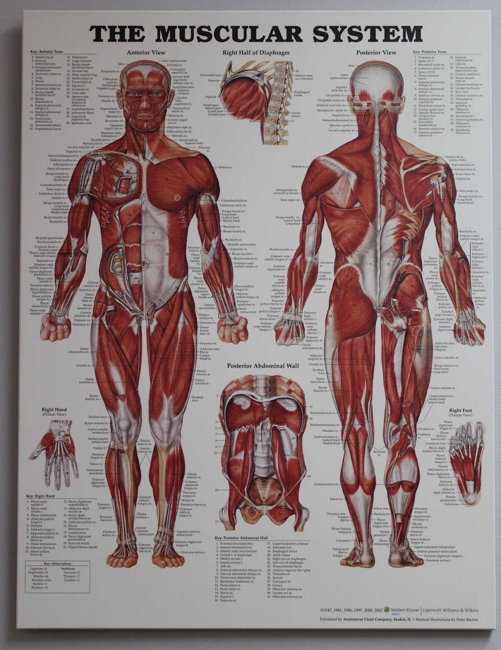 ChiroActive | 130 Lansdowne Ave #8, Carleton Place, ON K7C 3S9, Canada | Phone: (613) 253-2344