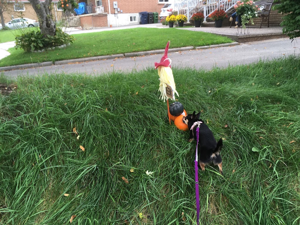 Canine Behaviour Therapy | 31 Fallingbrook Dr, 1 Laidlaw Blvd, Markham, ON M1N 1B5, Canada | Phone: (647) 883-1597