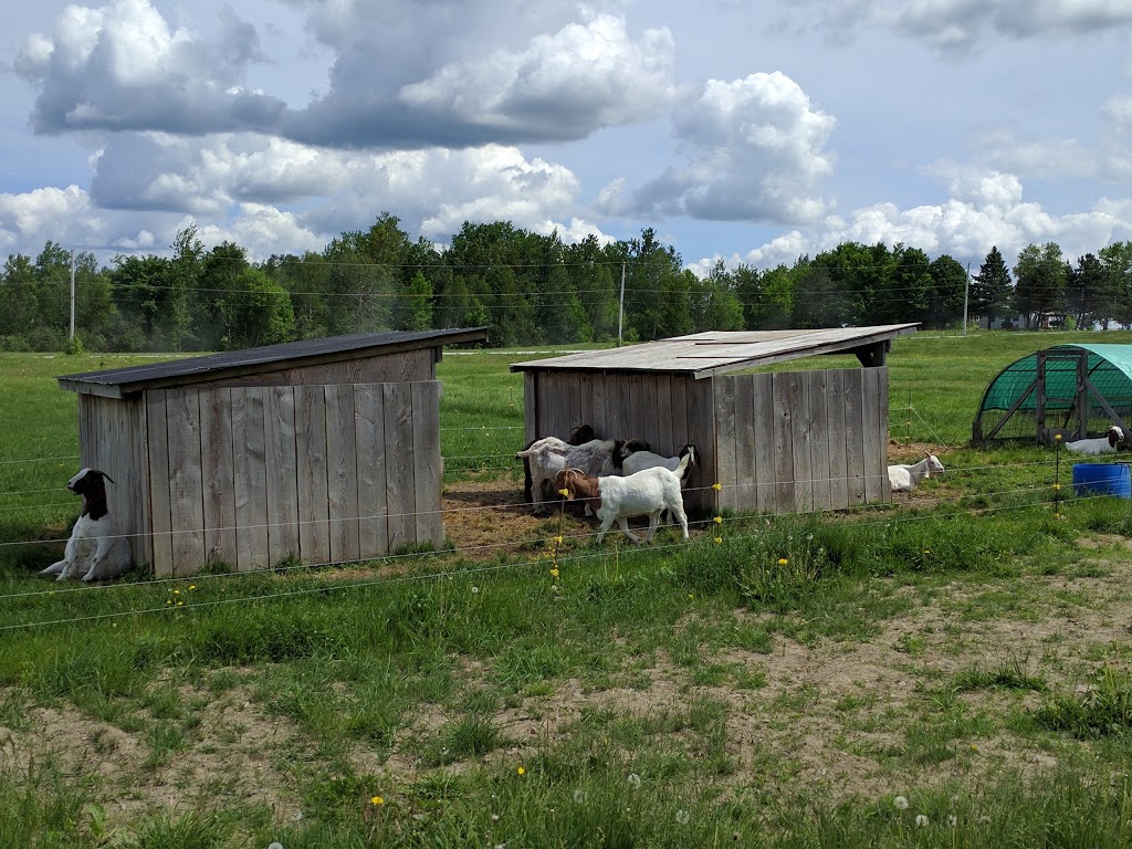 Ferme Au Pied Levé | 1107 Chemin Fitch Bay, Magog, QC J1X 3W2, Canada | Phone: (819) 843-6143