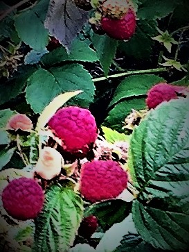 Crystal Beach Orchards | Railway Ave., Harris, SK S0L 1K0, Canada | Phone: (306) 270-5699