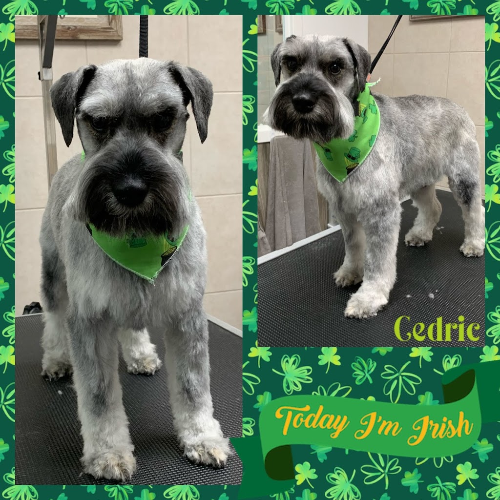 Jenni-furz Gentle Grooming | 1220 Queens Bush Rd, Wellesley, ON N0B 2T0, Canada | Phone: (519) 504-5648