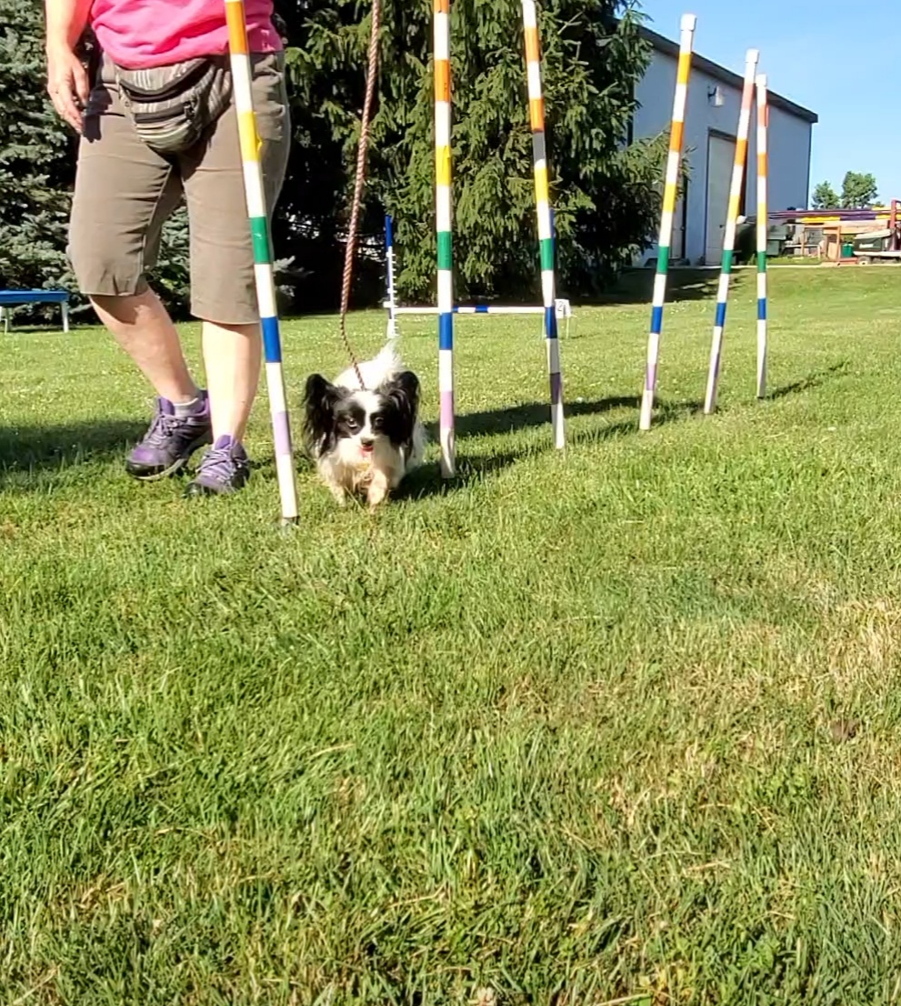 ClassPup Animal Training and Behaviour | 7971 Collison Side Rd, Harrow, ON N0R 1G0, Canada | Phone: (519) 736-4221