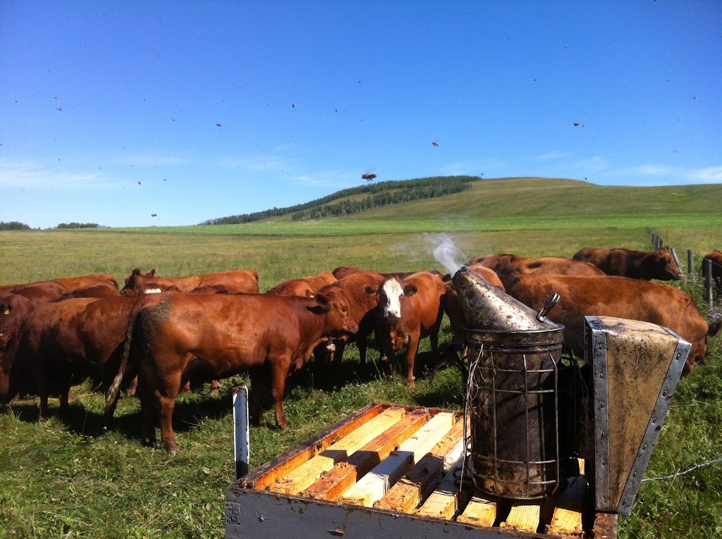 Honey Meadows Farm Inc | 290045 192st East, AB T1S 4A3, Canada | Phone: (403) 701-2804