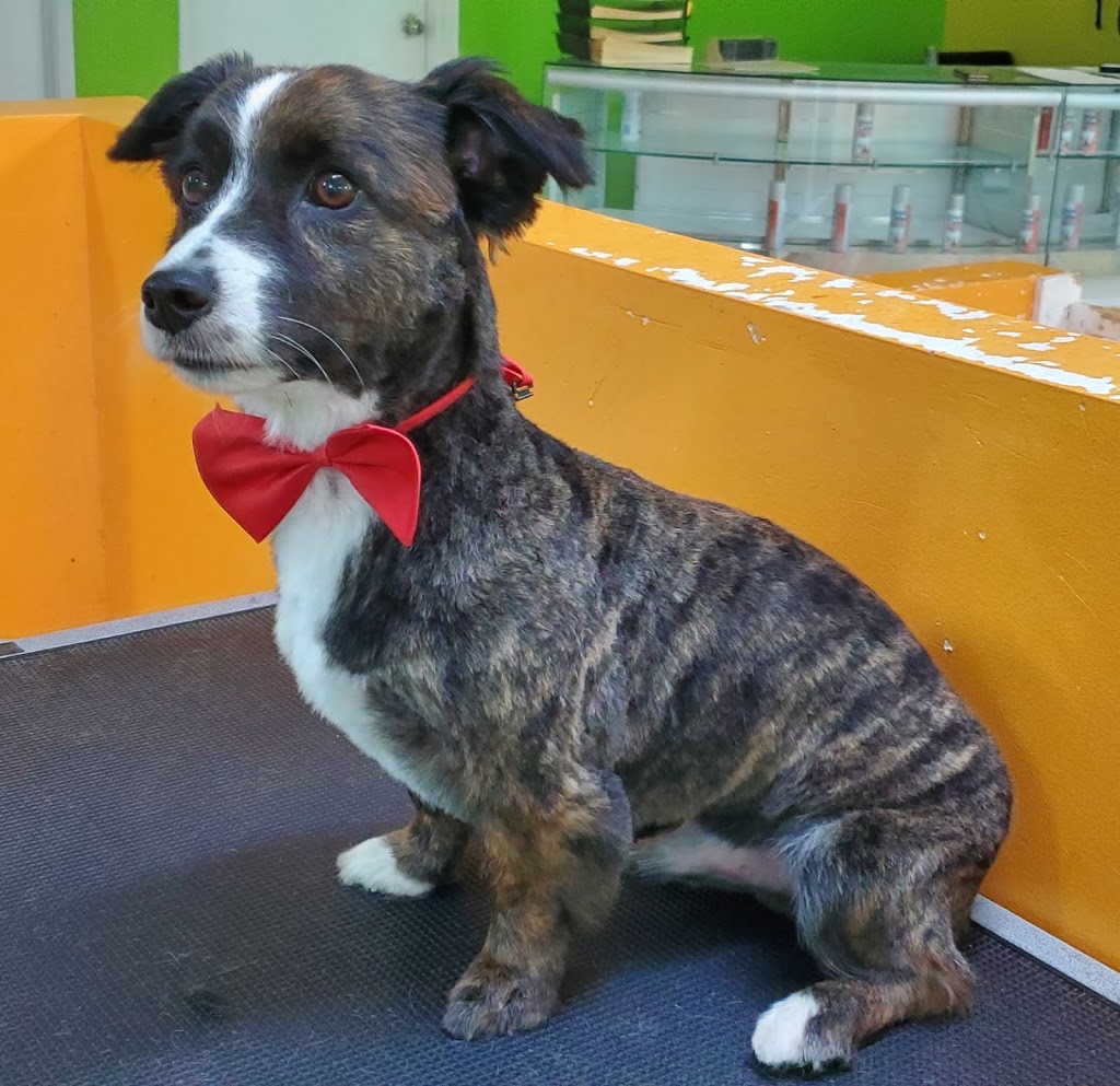 Pet Solutions Canada | 3350 Dufferin St, North York, ON M6A 3A4, Canada | Phone: (416) 787-3200