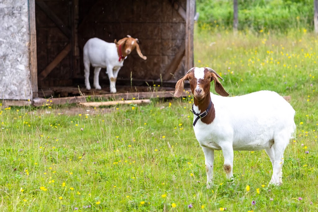Micro-Ferme de la Chance | 479 Bd Taché E, Montmagny, QC G5V 1E4, Canada | Phone: (418) 241-2736