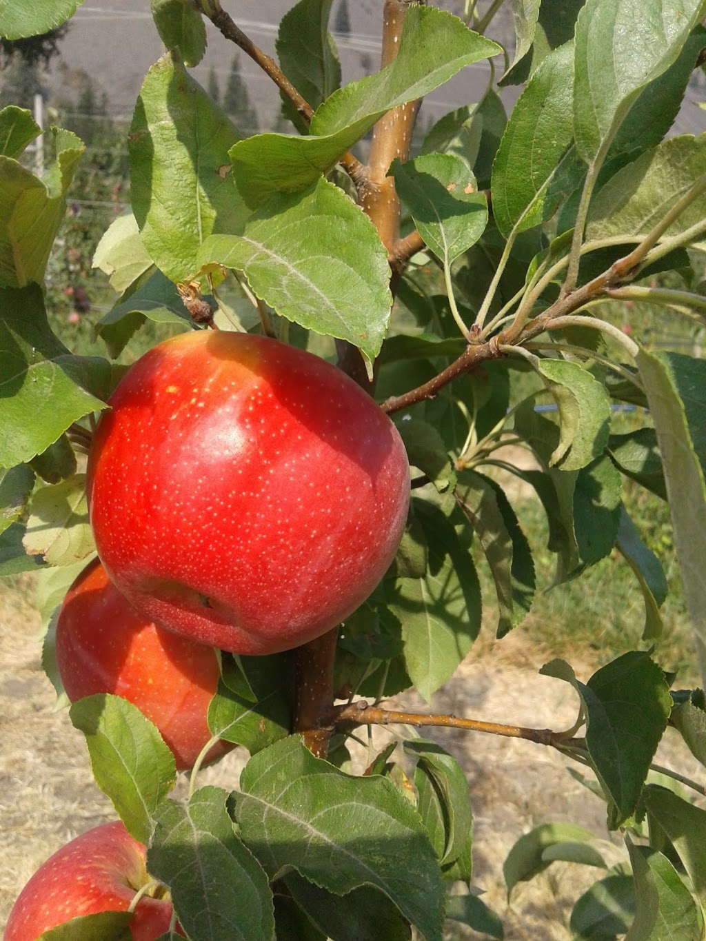 Blush Lane Organic Orchard | 3105 BC-3, Keremeos, BC V0X 1N1, Canada | Phone: (250) 499-5392