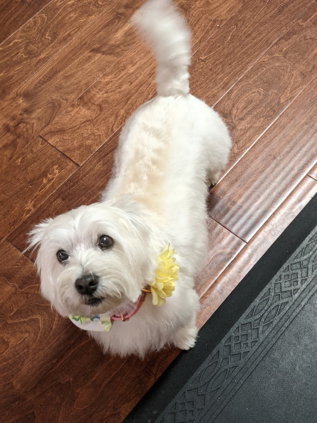 Doggie Den | 286 Huron Rd, Sebringville, ON N0K 1X0, Canada | Phone: (519) 274-3968