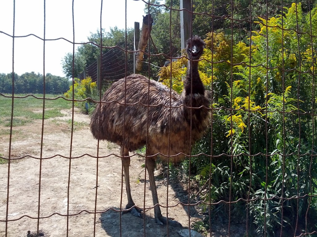 Fenwood Farm | 774 Sawmill Rd, Ancaster, ON L9G 3L1, Canada | Phone: (905) 765-1479