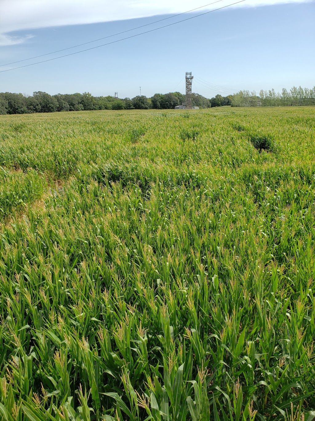 A Maze In Corn | 1351 MB-200, Saint Adolphe, MB R5A 1A2, Canada | Phone: (204) 883-2048