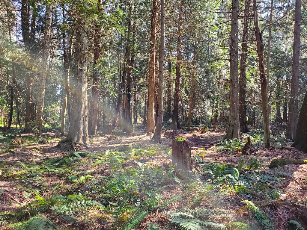 Enchanted Forest Trail | 2050 Benson Rd, Point Roberts, WA 98281, USA