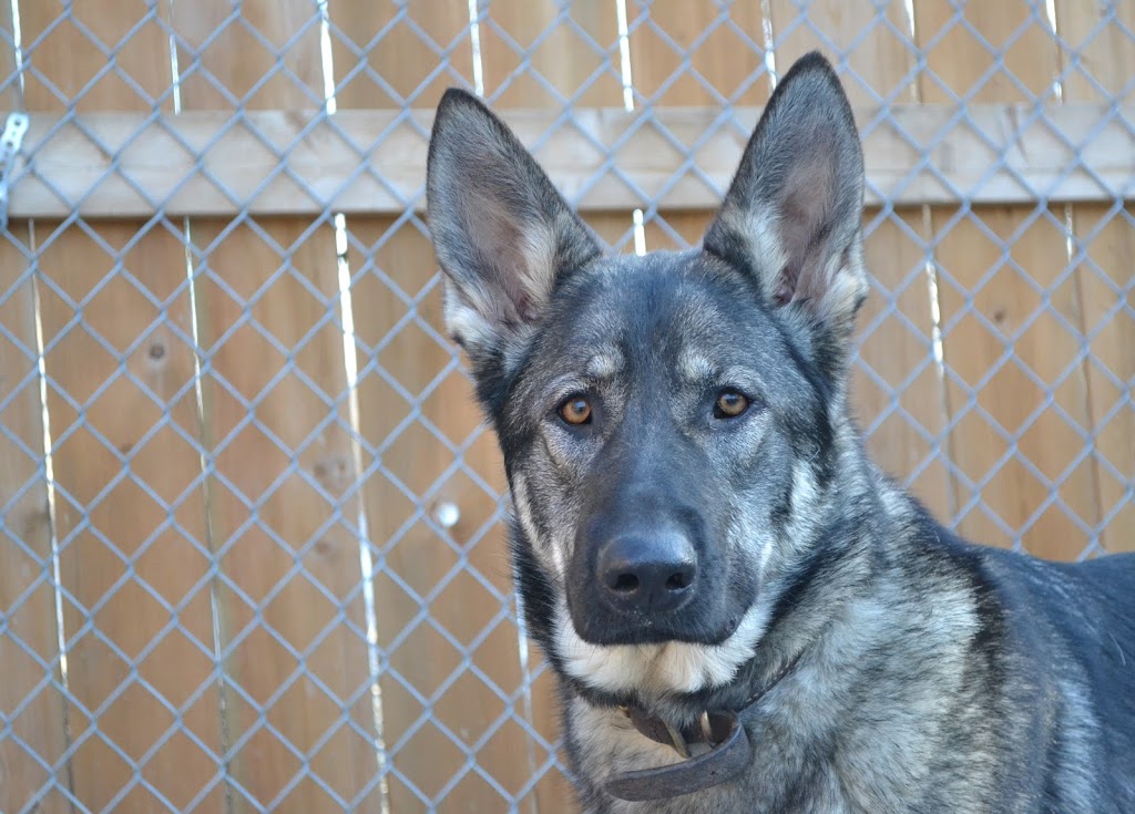 Trenton Pet Hospital | 441 Front St, Trenton, ON K8V 6C1, Canada | Phone: (613) 392-6667