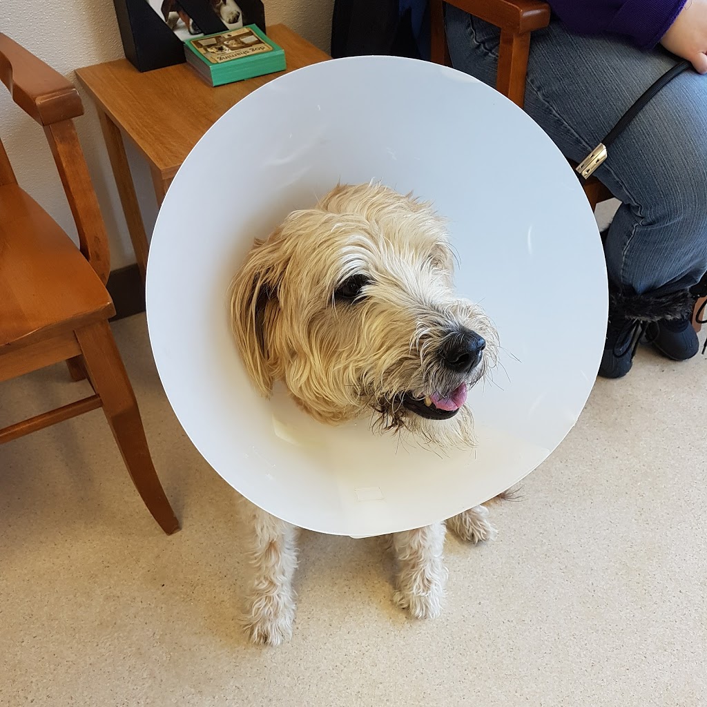 Williamsburg Veterinary Hosp | 325 Max Becker Dr, Kitchener, ON N2E 4H5, Canada | Phone: (519) 571-7221