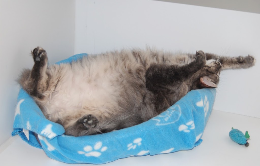 Country Cats Only Hotel | 277 Cockshutt Rd, Brantford, ON N3T 5L6, Canada | Phone: (226) 387-2417