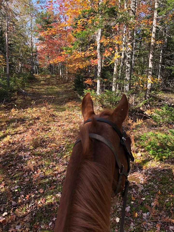 BRUDENELL RIDING STABLES | 235 Brudenell Island Blvd, Cardigan, PE C0A 1G0, Canada | Phone: (902) 652-2396