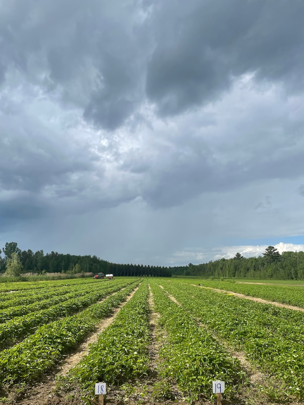 Les Fraises de Lourdes (9124-6330 QC INC.) | 5200 Rang Ste Rose, Lourdes-de-Joliette, QC J0K 1K0, Canada | Phone: (514) 894-7146