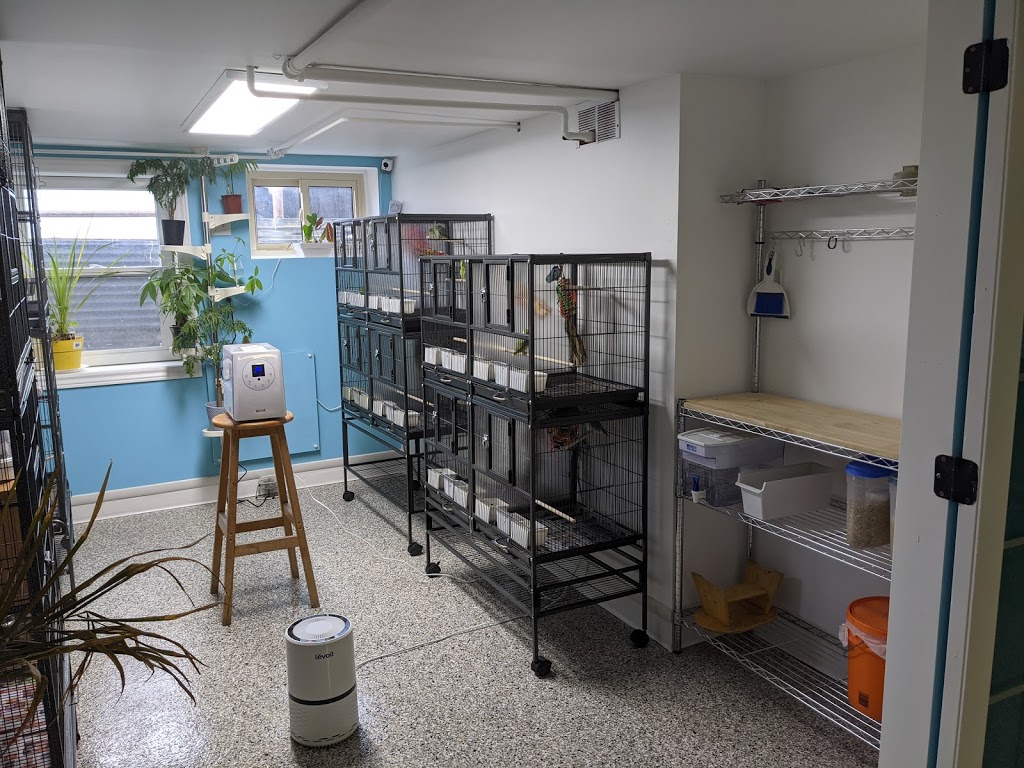 Seguins Parrotlets and Pets | 9516 Walker Rd, McGregor, ON N0R 1J0, Canada | Phone: (519) 819-1538