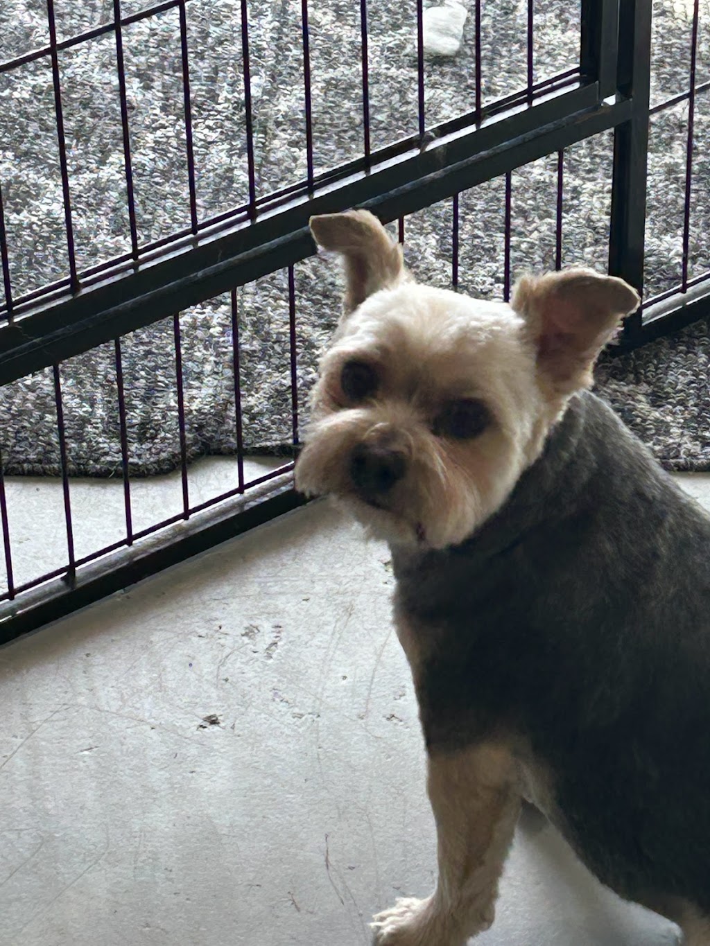 Yvonnes Grooming | 4660 Western Rd, Courtenay, BC V9N 3T2, Canada | Phone: (250) 207-0051
