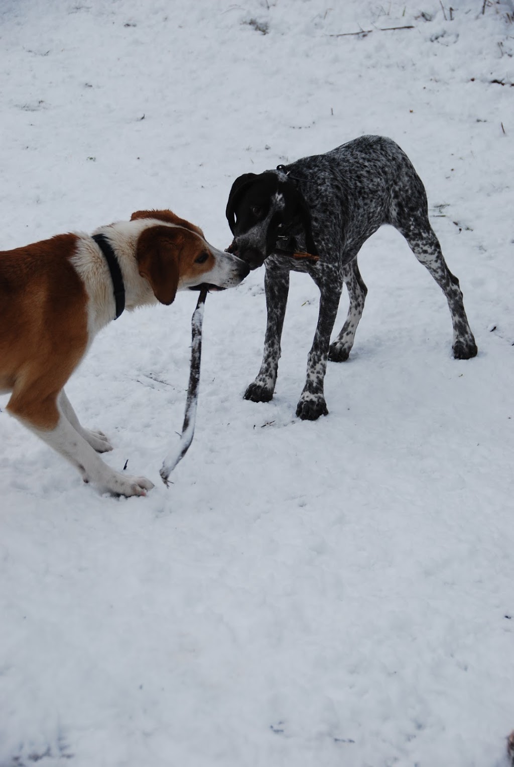 Doggie Stay n Play | 3936 Old Beverly Rd, Cambridge, ON N1R 5S7, Canada | Phone: (519) 503-9936