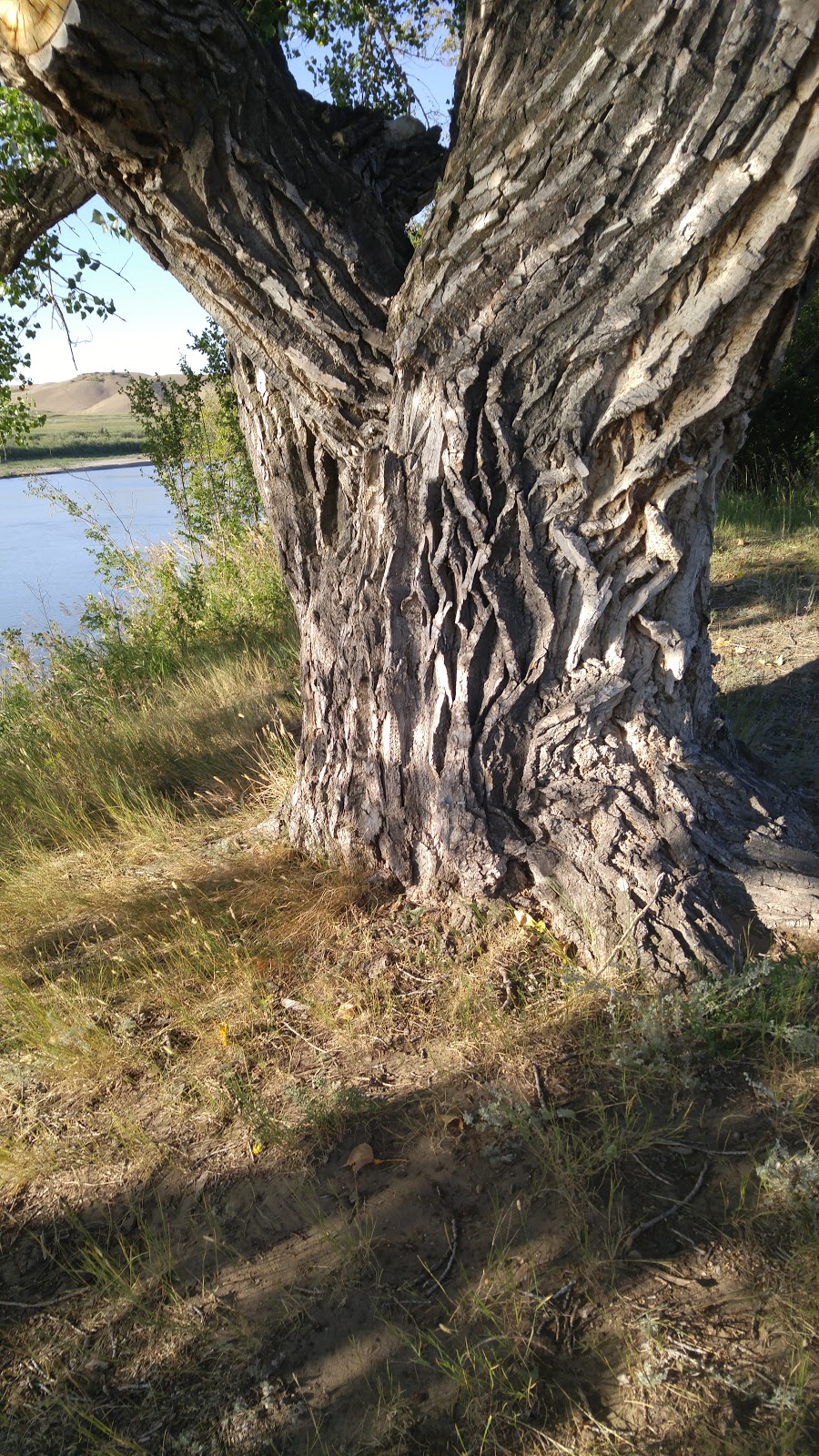 Emerson Bridge Park Campground | Newell County No. 4, AB T1R 1B2, Canada | Phone: (403) 362-1702