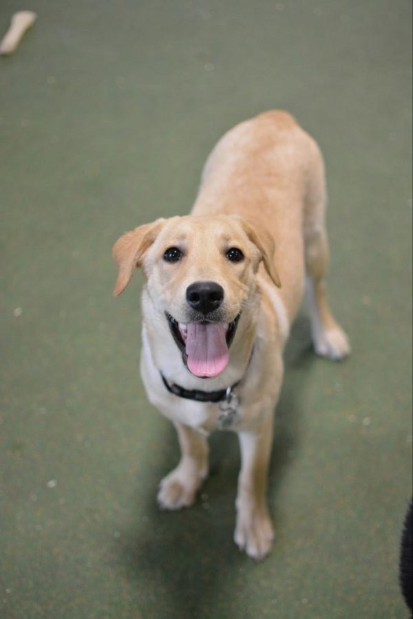 Dogeden | 60 Bullock Dr #1, Markham, ON L3P 3P2, Canada | Phone: (905) 294-0028